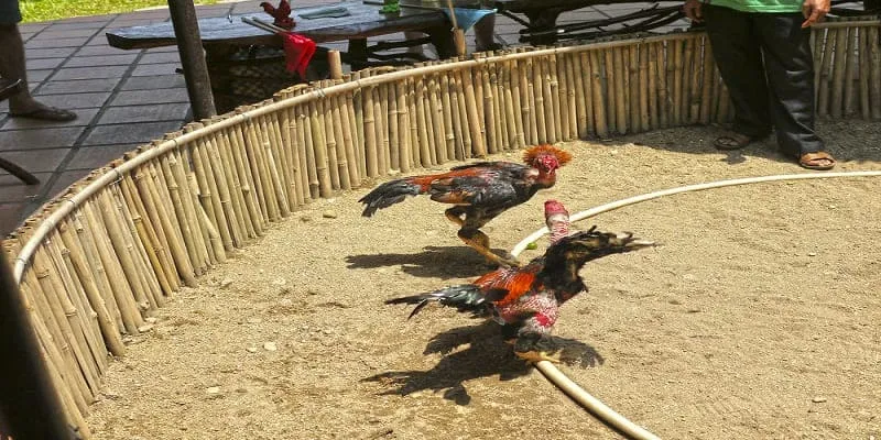 An toàn và bảo mật tại đá gà nhà cái VZ99