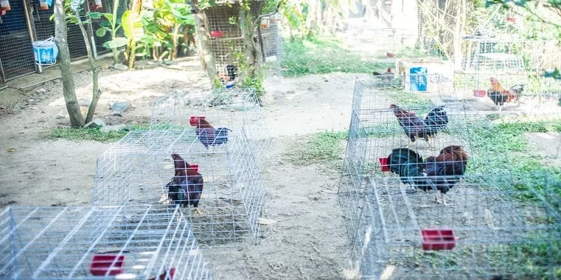 Các loại cược trong đá gà nhà cái VZ99
